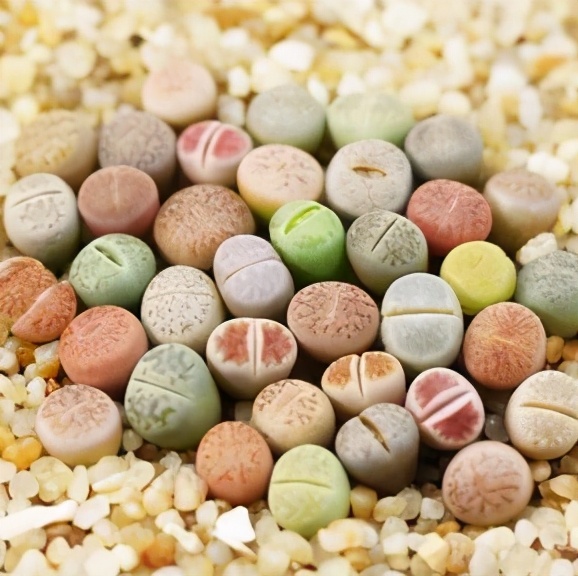 珍品生石花,绿宝石类生石花