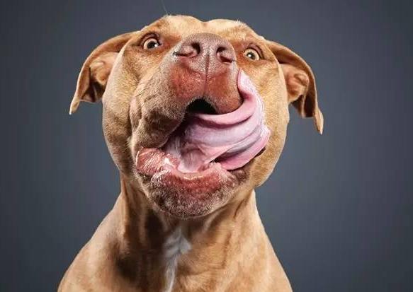 狗舔人为什么还时不时轻咬几下,狗舔人脏不脏