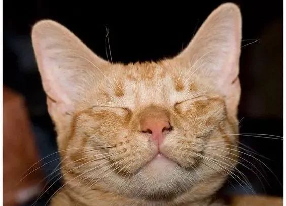 你知道猫咪胡须的秘密么,捡到猫咪的胡子有什么寓意