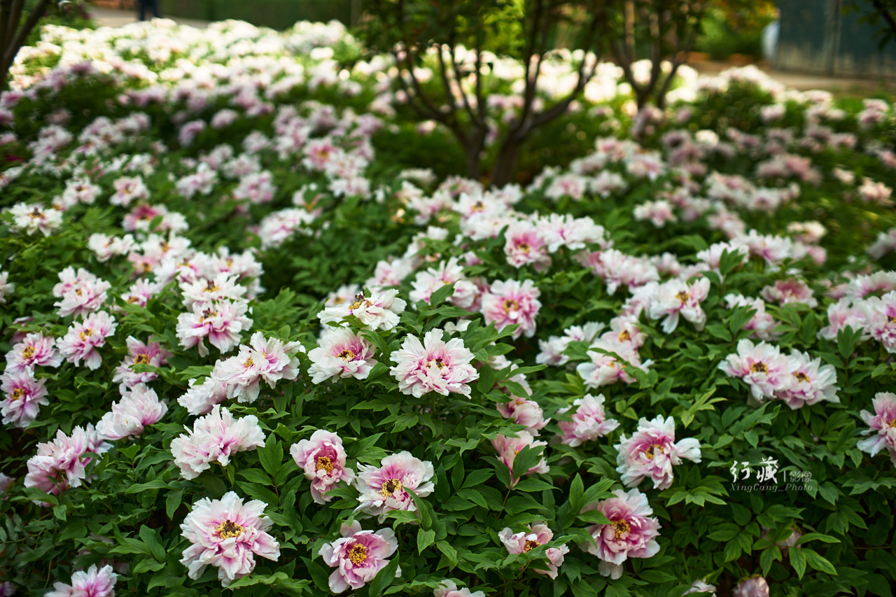 牡丹盛开的地方牡丹园,牡丹园牡丹花竞相绽放