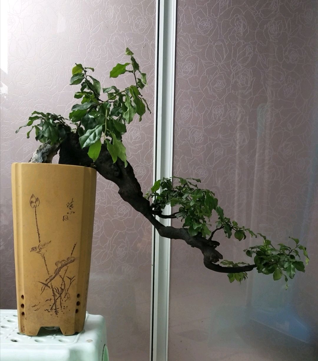 金弹子盆景怎么养才会长得快,金弹子盆景怎么养才能多结果