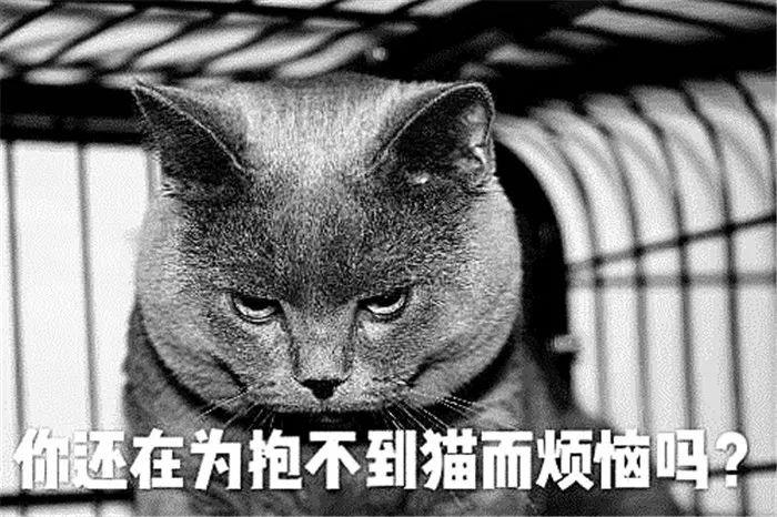 猫咪最讨厌的10个动作,猫咪最讨厌三种抱法图解
