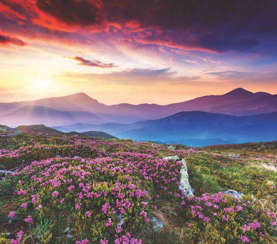 草甸报春花图片,高山草甸报春花图片