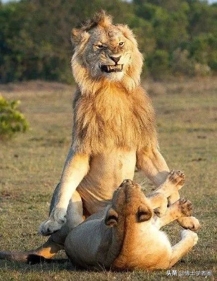 母狮一天发情40次,还追着公狮咬蛋蛋?根本不是这样啊....