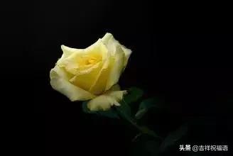 5201314，送你999玫瑰花，祝你爱情甜甜蜜蜜