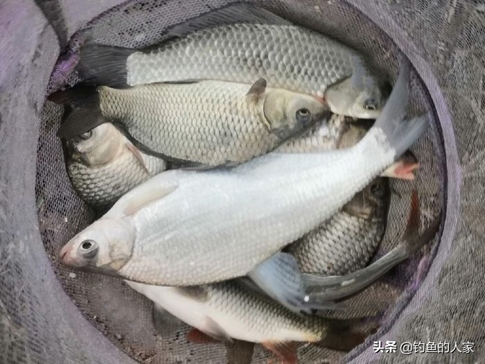 野河武昌鱼怎么钓,秋季武昌鱼钓法