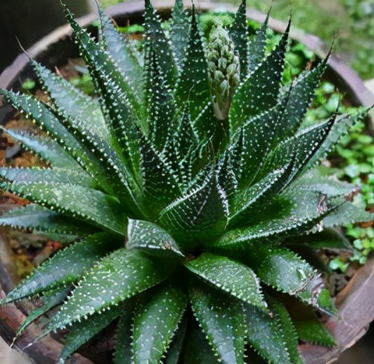 多肉条纹十二卷的养护方法,条纹十二卷多肉如何快速爆盆