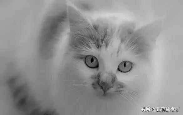 猫得猫瘟不想养了,养过猫瘟的猫能养狗吗