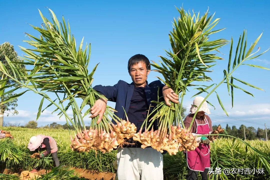 如何种植可以提高生姜的产量,生姜怎么种植有更高的产量