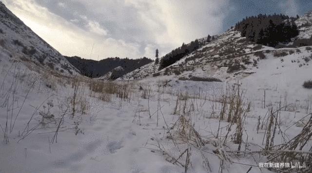 养狼disco：我在*疆新**，把狼养成了哈士奇