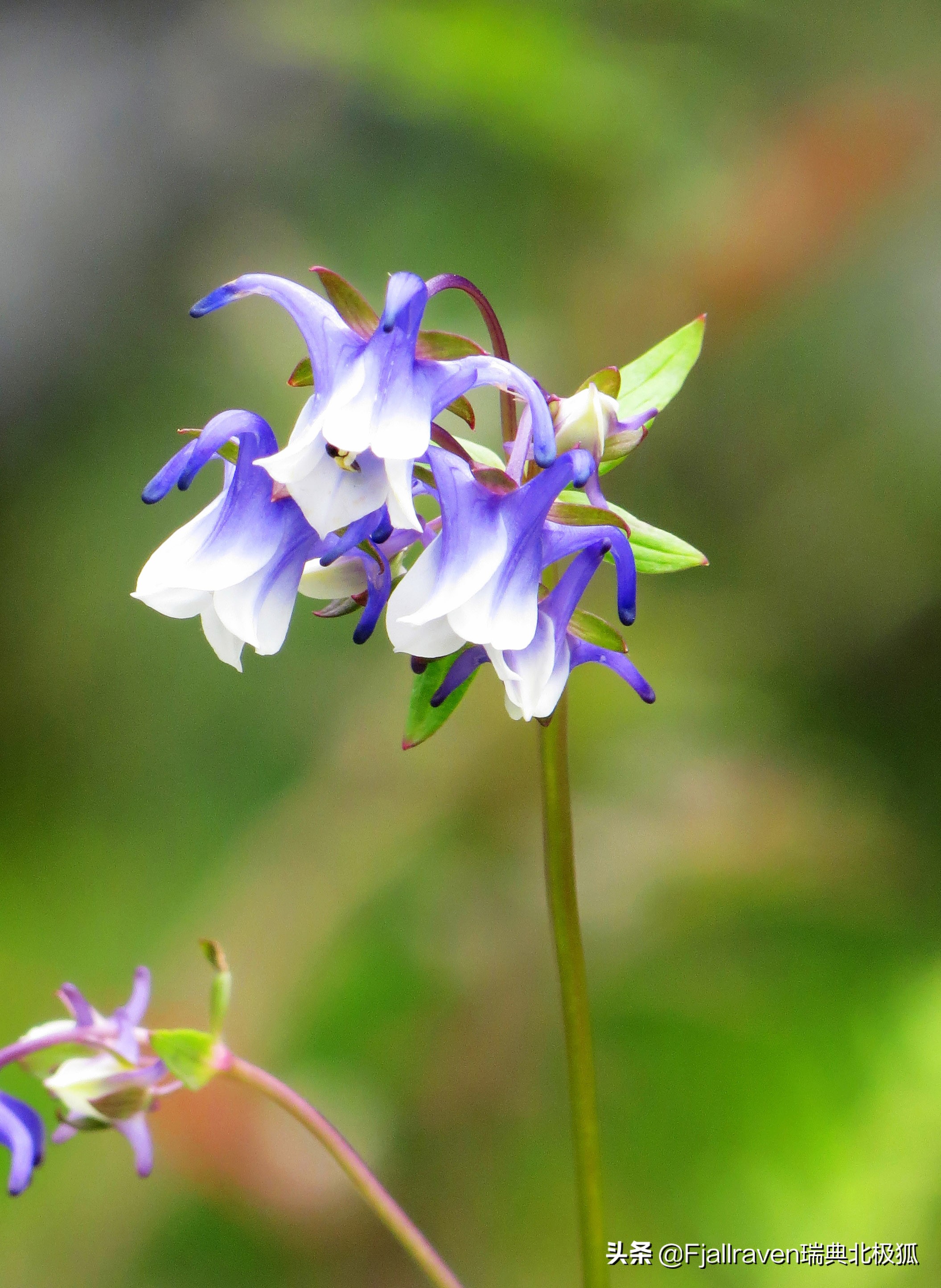 黑白水间寻找玉龙第三国：一座让人丢魂的雪山可以这样玩