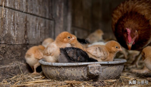 下雨天鸡用啥药预防,高温天气鸡容易得什么病