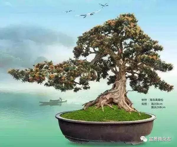 世界上最贵的盆景植物,最贵的一颗盆景