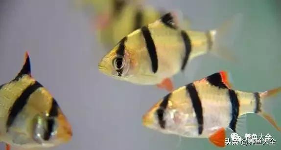 有什么能增加鱼缸里的菌群,鱼缸里面的菌群怎么培养