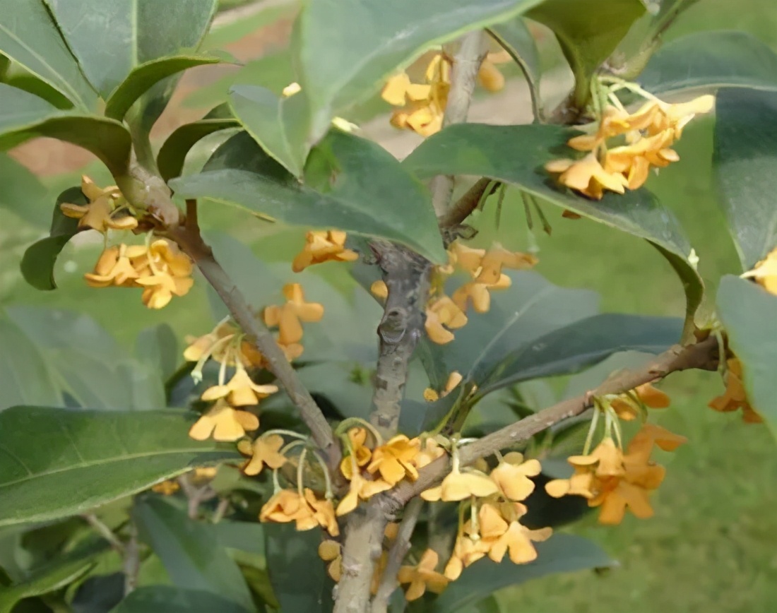 桂花发了好多新芽,桂花品种对比一览表