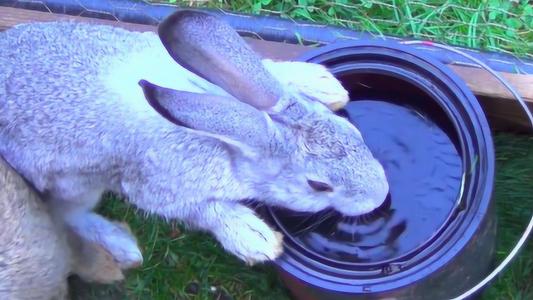 关于兔子有什么迷信吗,兔子误区