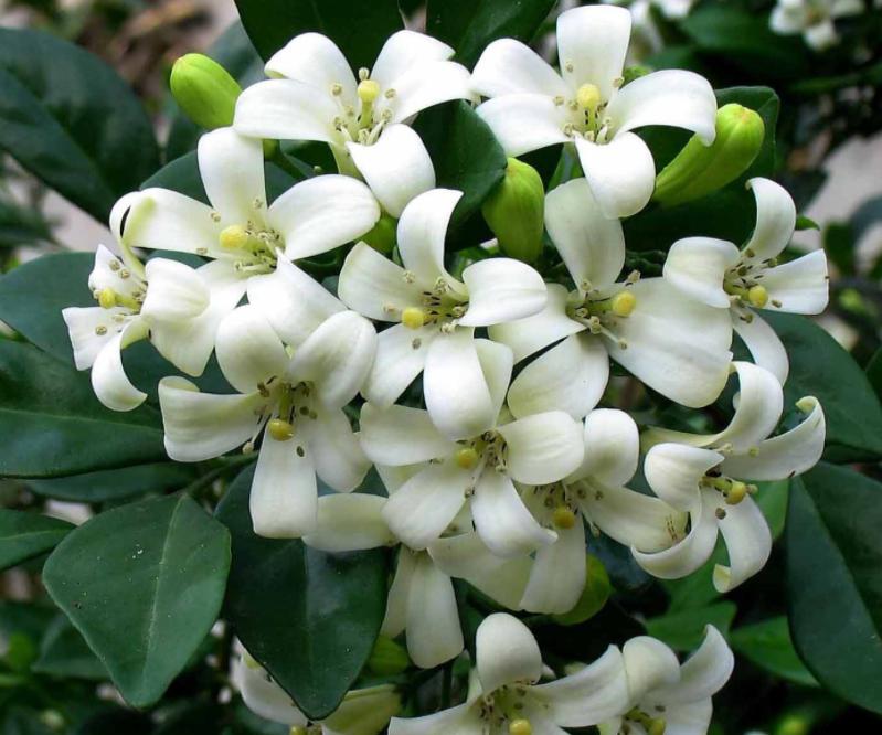 家庭盆景既好养又有观赏价值,各种小盆景大全图片