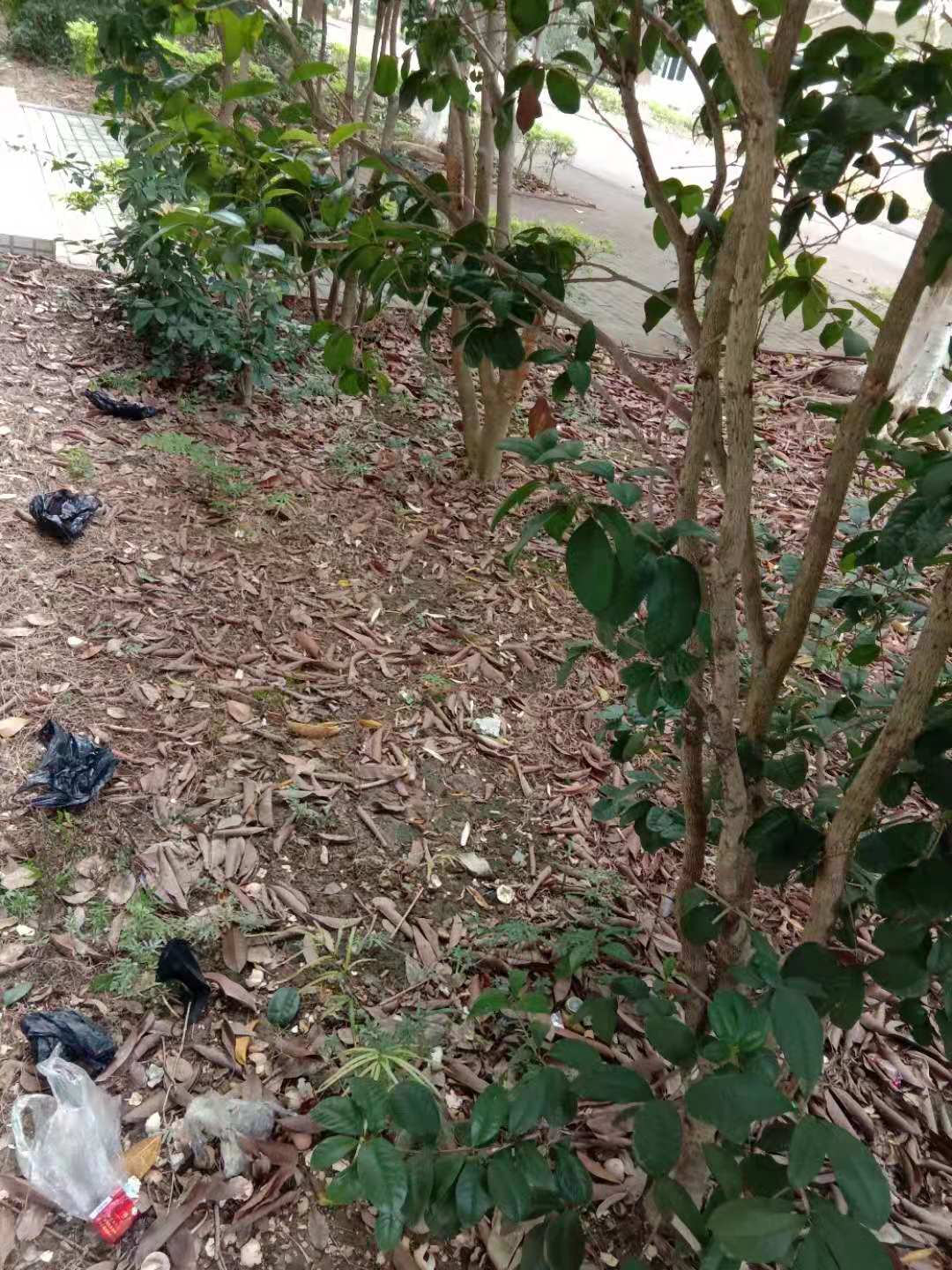 小小鸟完整加长版,小小鸟第二季完整版