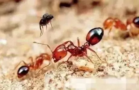 小心路边土堆里的红火蚁,危险路边见到这种虫子千万不要碰
