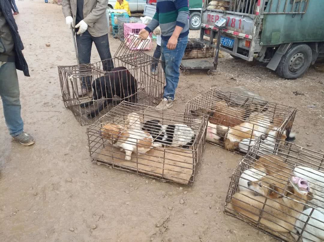 狗市拉布拉多500块钱能买吗,拉布拉多串土狗几代做肉狗