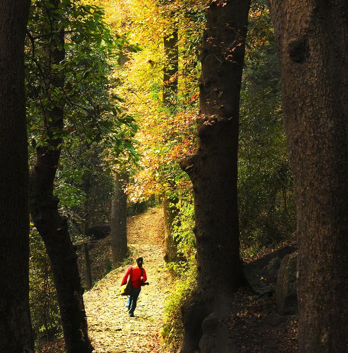 免费森林公园门票优惠活动,森林康养旅游胜地有哪些
