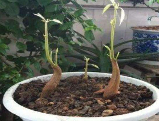 取出的榴莲能放几天,榴莲核种多久能结榴莲