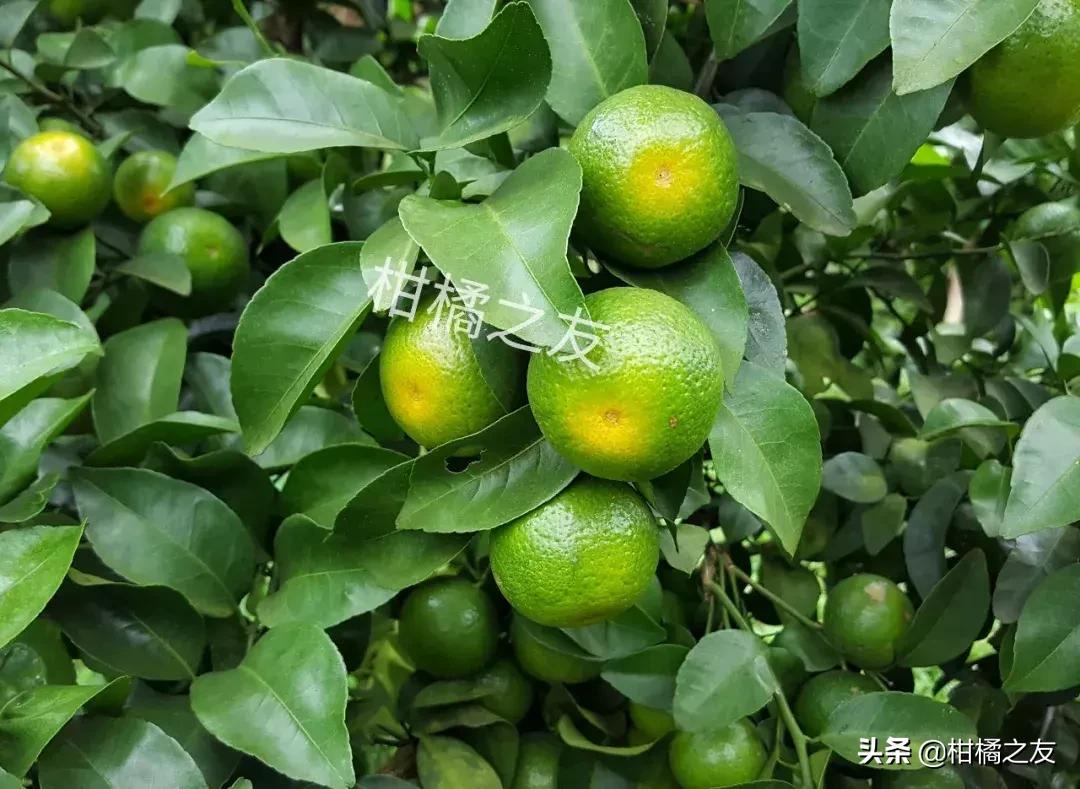 沙糖桔防治病虫害的最佳配方,果农套袋知识