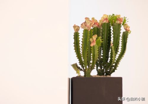 月入2万的10个小生意女生加盟店,月入2万的10个小生意最新致富项目