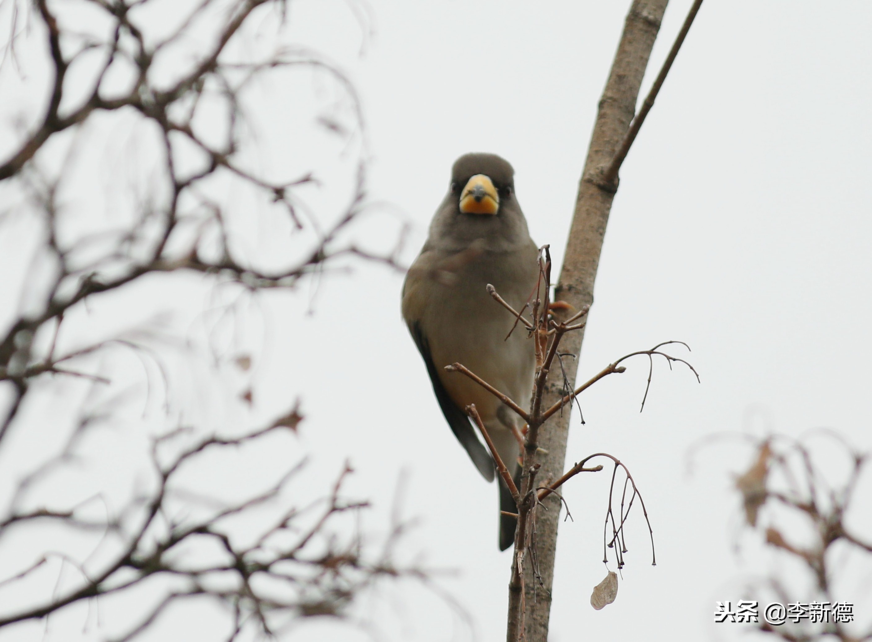 合肥拍鸟的视频,合肥拍到的小鸟