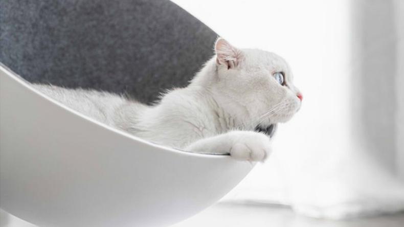 猫咪突然不亲人了怎么回事,猫咪养了几个月了还是不亲人