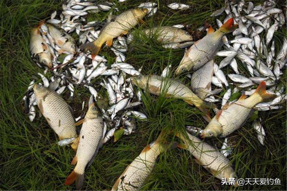 怎么防止小鱼闹窝最有效,小鱼闹窝还钓不到