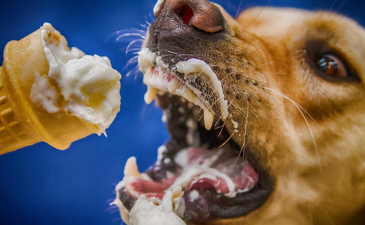 这六种狗狗一定不会让你失望,这六种狗狗有你不知道的特殊能力