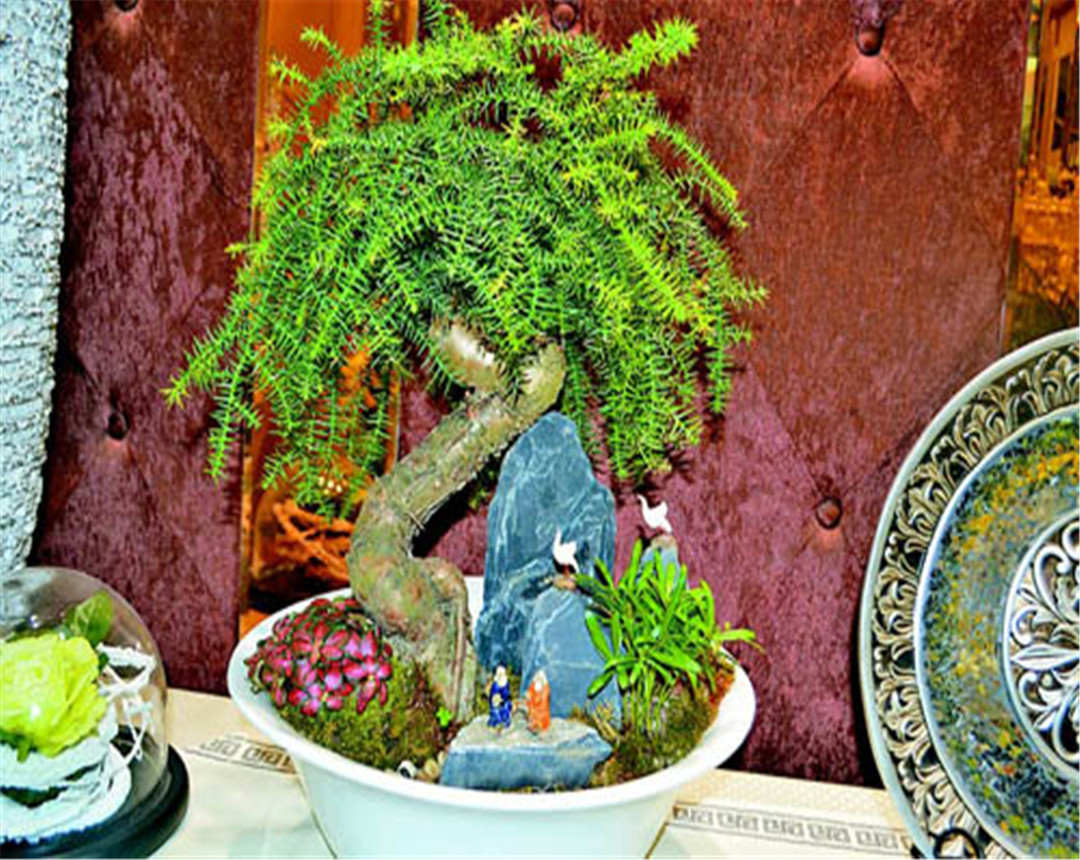 澳洲杉枯黄了还会活吗,澳洲杉怎么换盆后慢慢黄叶了