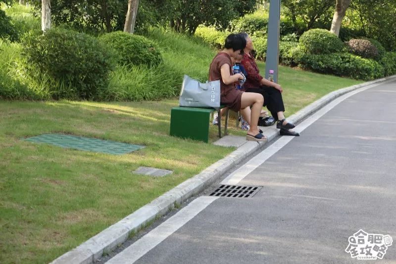 庐阳老城内藏着一处最大的综合性森林公园，人少景美，关键还免费