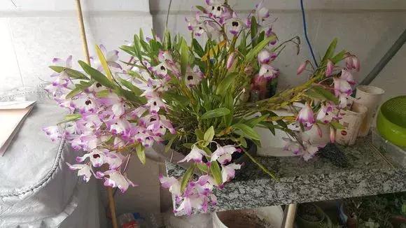 最好养爱开花的兰花,四季能开花的兰花有哪些