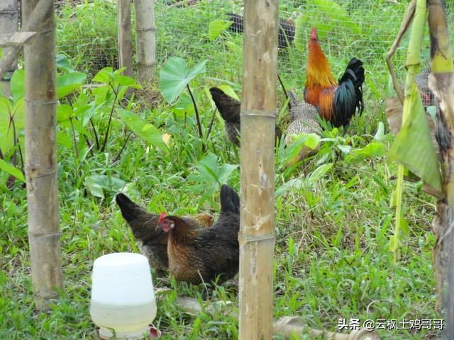 养鸡专用药配方大全,家庭养鸡必备三种常用药