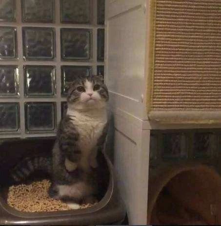 为什么猫咪便便这么臭,怎么让猫咪的便便不臭