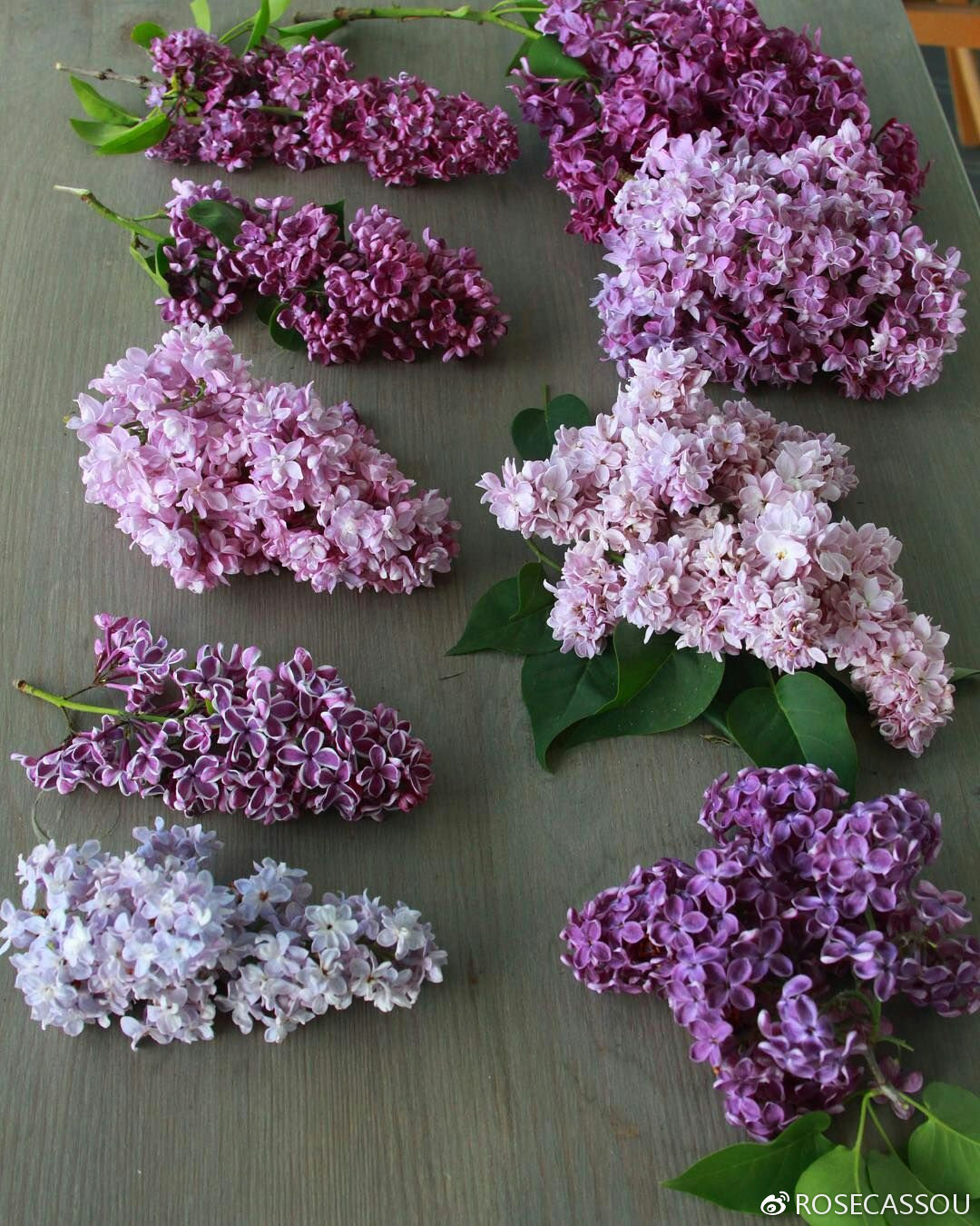 【ROSECASSOU花语笔记】紫丁香