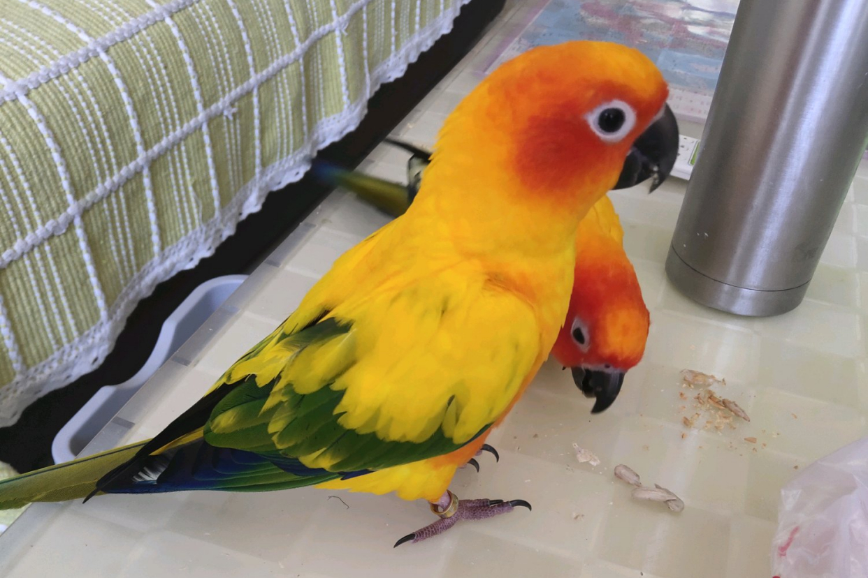 鹦鹉室内怎么排便的视频,鹦鹉怎么才能不乱拉屎