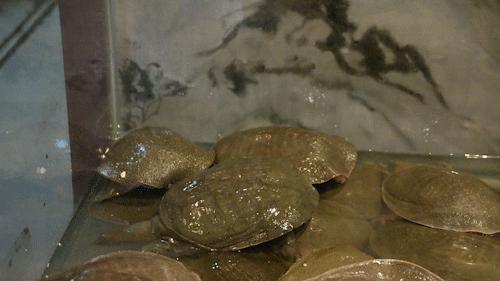 武汉美食大圣甲,大圣甲总店有哪些特色菜