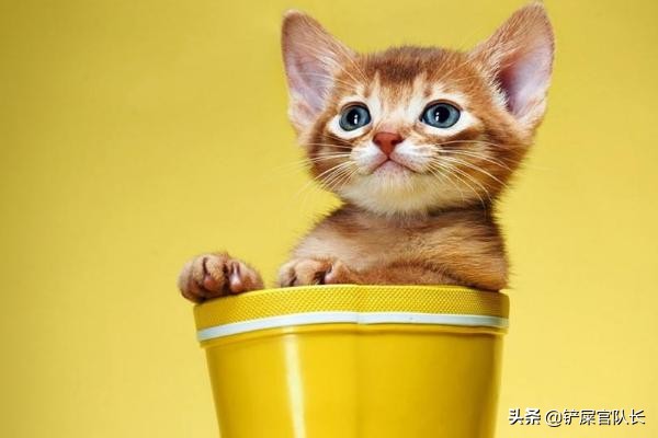 一回家猫咪不停的叫是因为什么,猫咪为什么一直叫个不停还会咬你