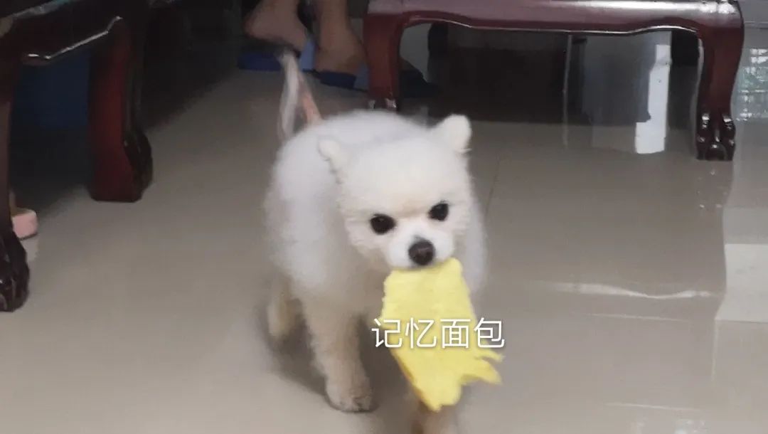 和宠物交流说什么,宠物谈恋爱怎么回事