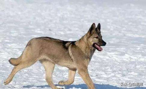 大型狼青狗,我的狼歌曲女声版