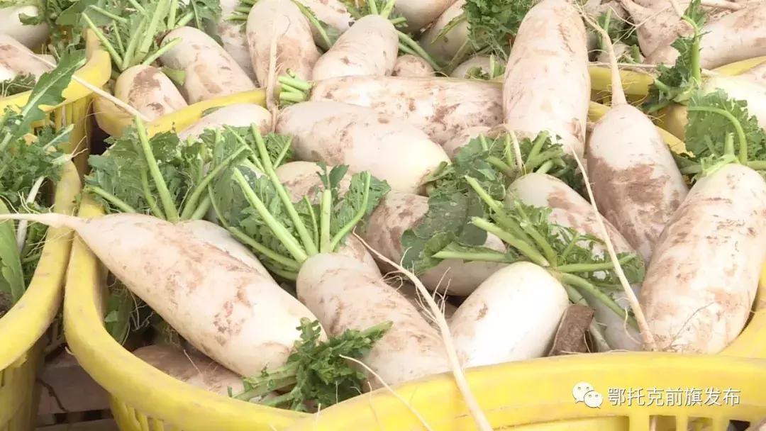 麻黄种植销售渠道有哪些,内蒙古麻黄套村