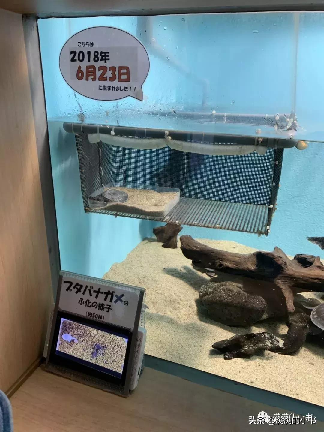 七天日本之旅,名古屋七日游自由行