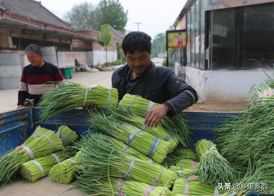 2023年大蒜蒜薹最新行情,今年蒜薹行情怎么样啊