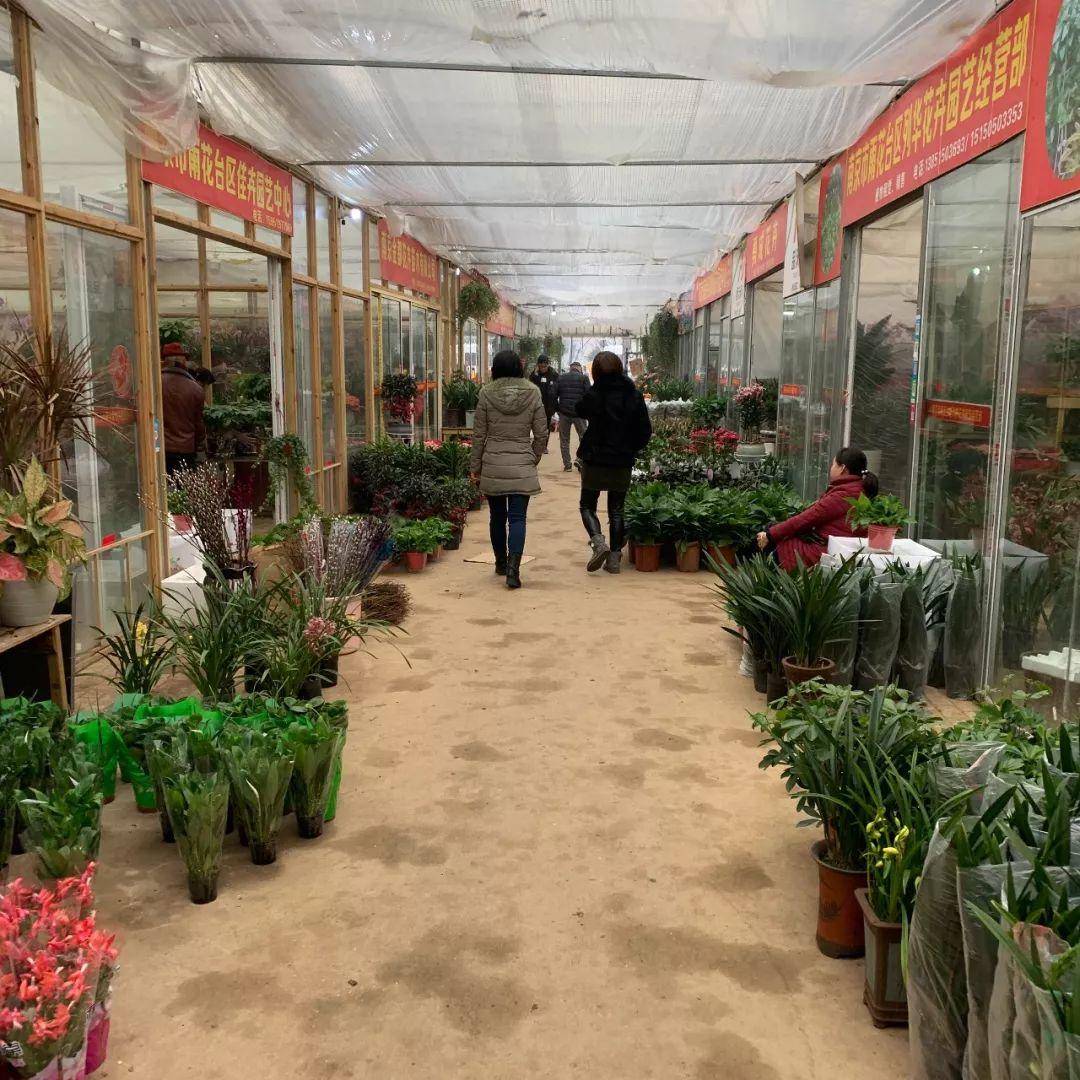 南京十大花鸟批发市场,南京最全的花卉市场