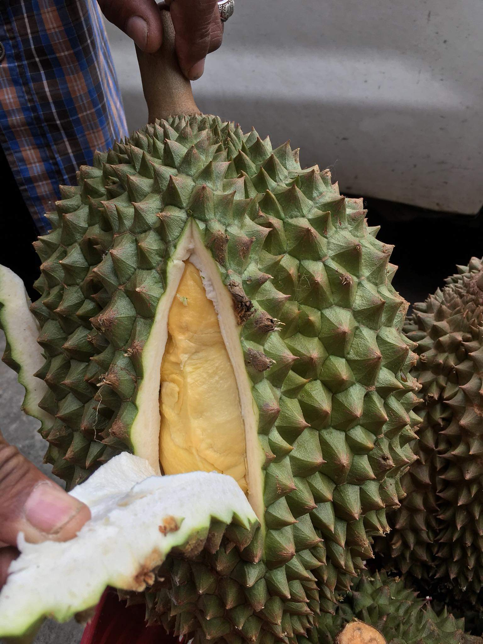 榴莲品种d13,泰国榴莲d197是什么品种