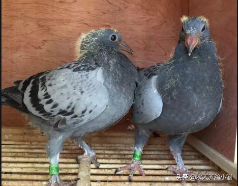 元宝鸽子幼鸽分公母,鸽子公母怎么分辨公鸽会咬人