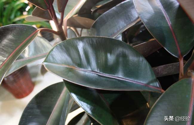 黑金刚橡皮树怎么养老桩,黑金刚橡皮树怎么养叶子蔫